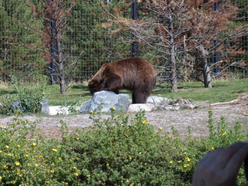 IGBC Certified Bear-Resistant Grain Box